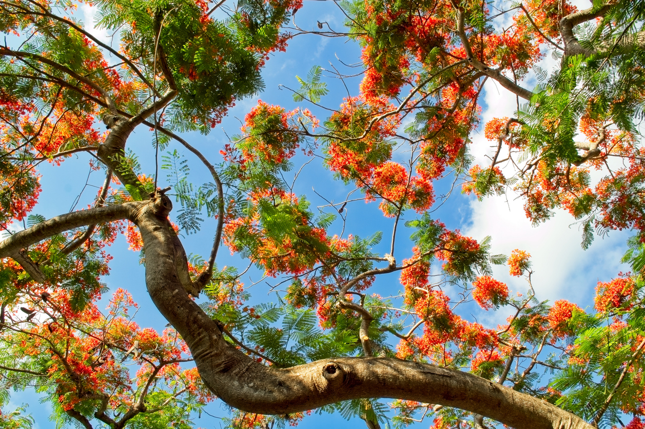 Panoramic Image of Poinciana, FL